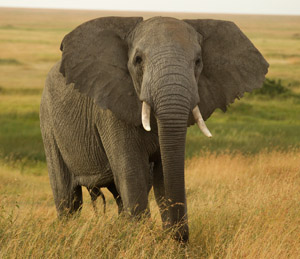 elephant